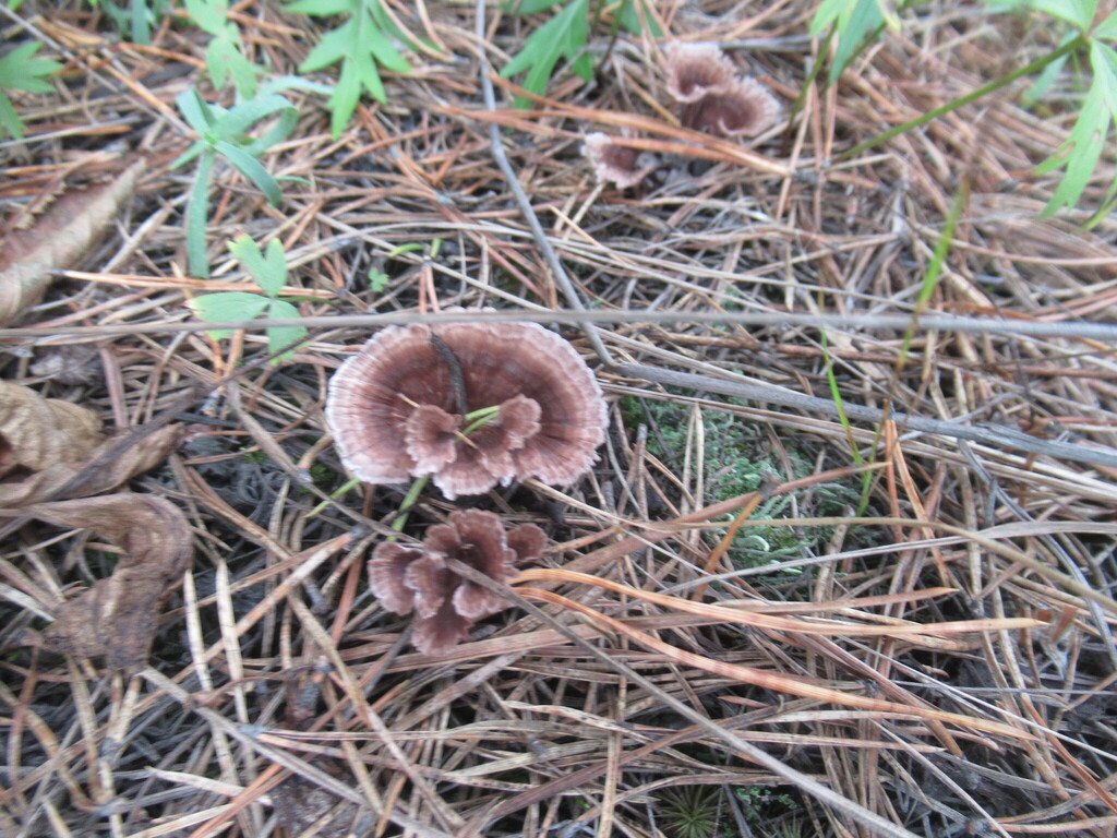 Thelephora caryophyllea