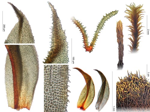 Zygodon pichinchensis, 2001-03-15