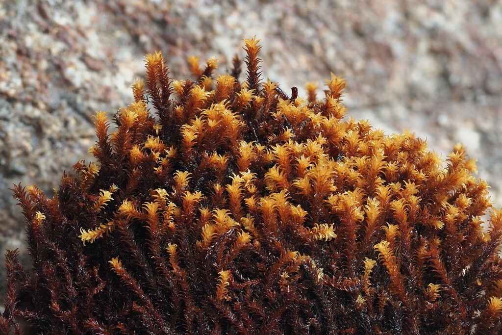 Zygodon pichinchensis