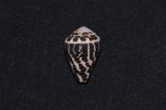 Conus chaldaeus