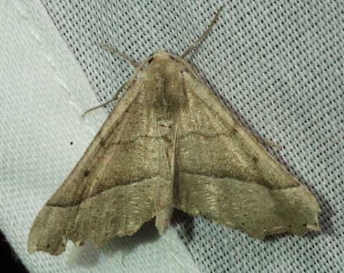 iNaturalist observation photo of Ennominae