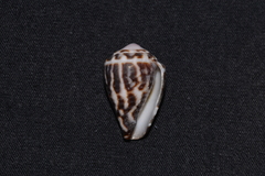 Conus chaldaeus