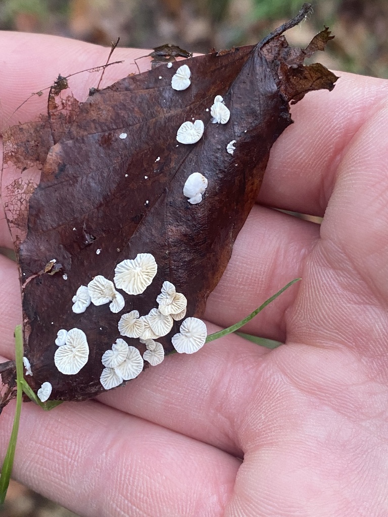 Crepidotus epibryus