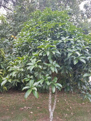 Mangifera
