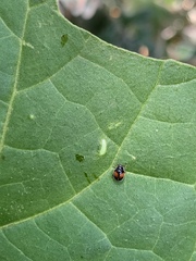 Diomus notescens