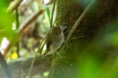 Cnipodectes subbrunneus