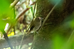 Cnipodectes subbrunneus