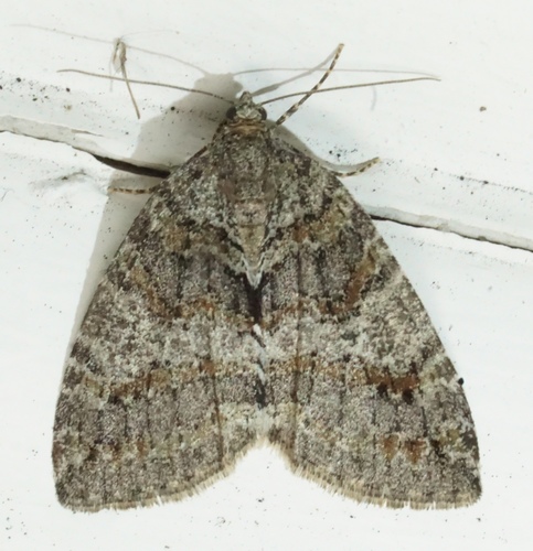 iNaturalist observation photo of Oak Winter Highflier