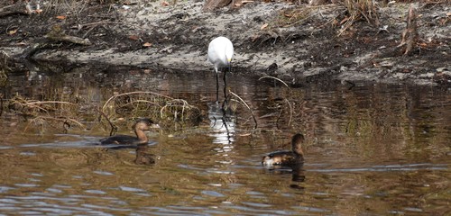 Podilymbus podiceps image