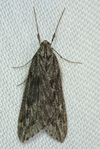 iNaturalist observation photo of Butterflies and Moths