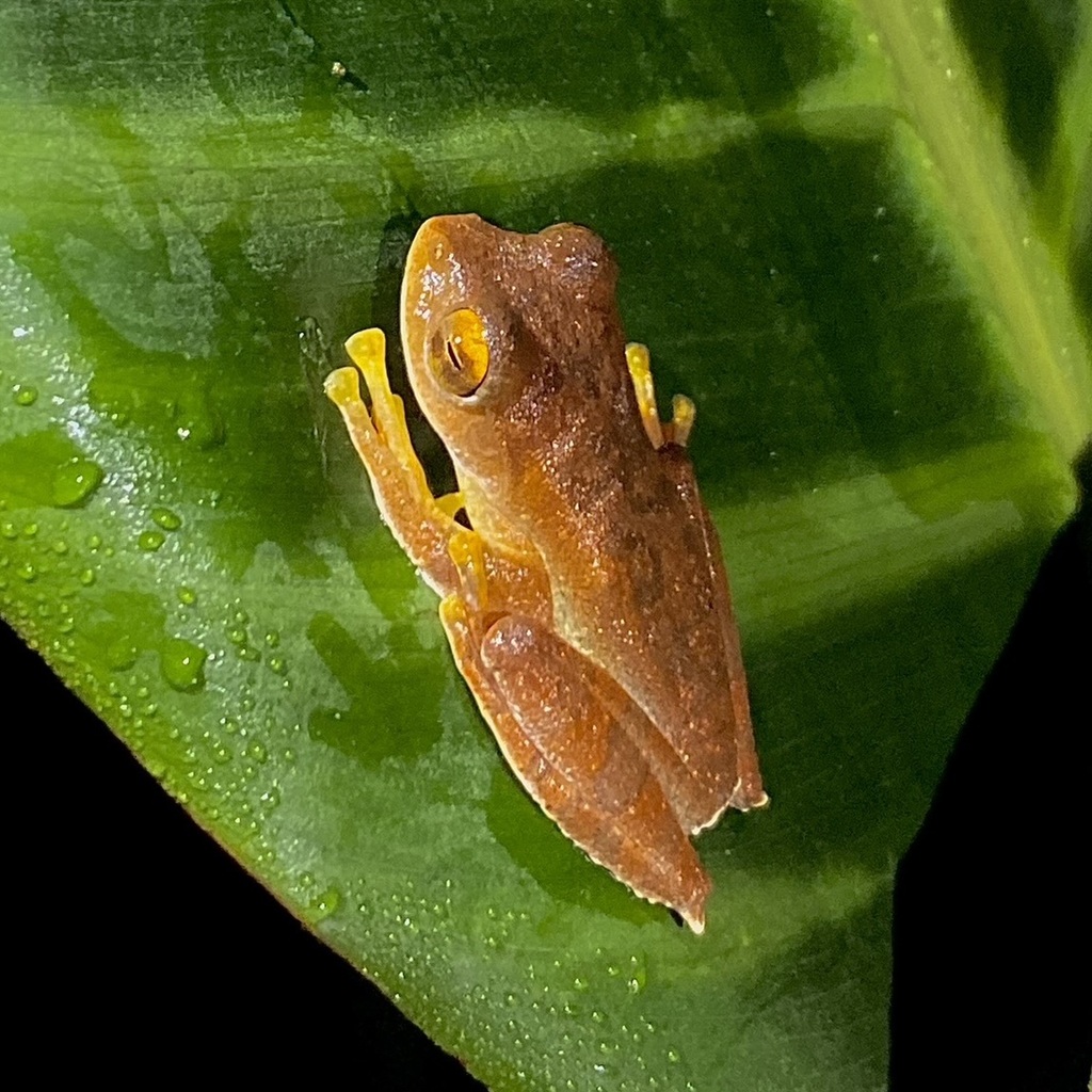 Java Flying Frog from Kabupaten Bogor, Jawa Barat, Indonesia on July 23 ...