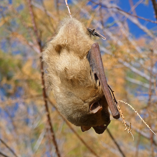 Western Yellow Bat