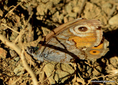 Lasiommata schakra