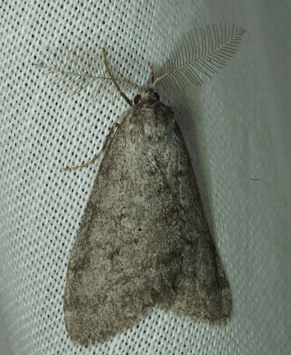 iNaturalist observation photo of Walnut Spanworm Moth
