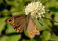 Lasiommata schakra