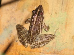 Cacosterninae