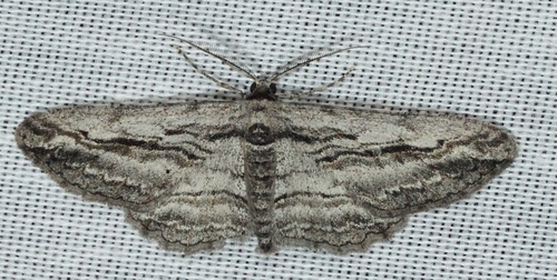 iNaturalist observation photo of Pterotaea lamiaria
