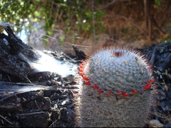 Mammillaria haageana conspicua