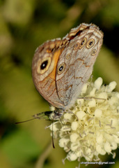 Lasiommata schakra