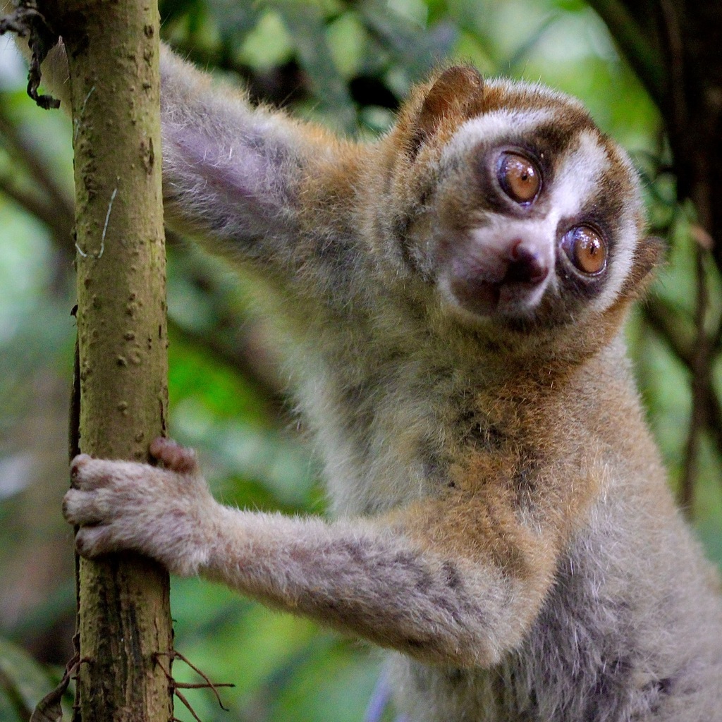 Javan Slow Loris in July 2025 by Zahra Afriani Afif Susanto · iNaturalist