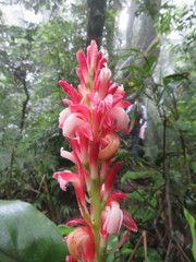 Alpinia japonica
