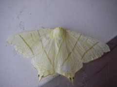 Ourapteryx sambucaria