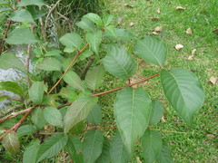 Cephalanthus tetrandra