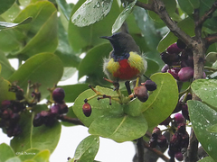 Anthreptes anchietae