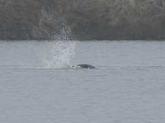 Phoca vitulina