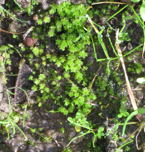 iNaturalist observation photo of Mosses