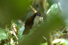 Gymnopithys leucaspis