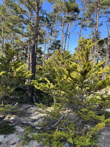 Gowen cypress (Hesperocyparis goveniana)