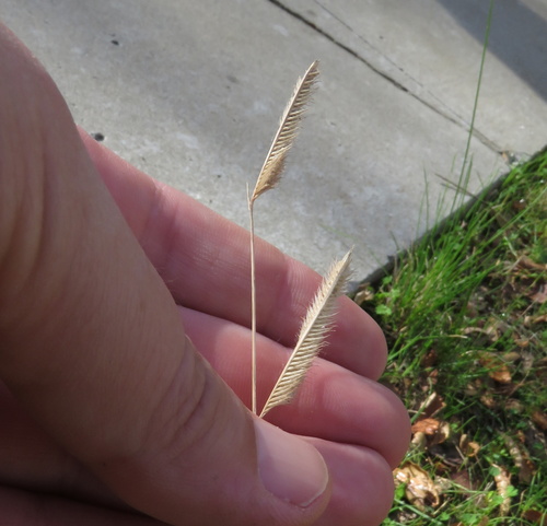 iNaturalist observation photo of gramas