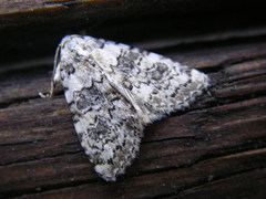 Bryophila domestica