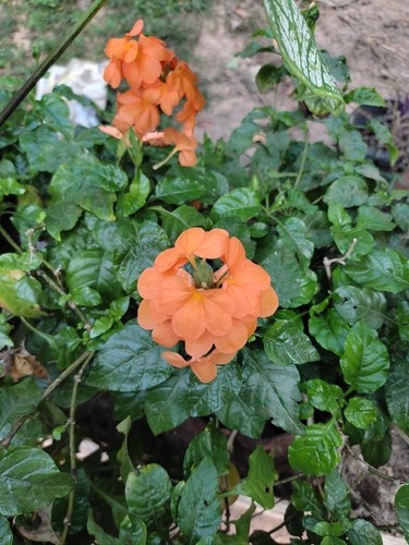 Crossandra infundibuliformis