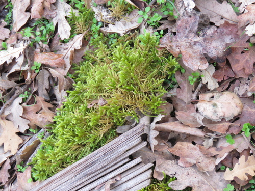 iNaturalist observation photo of Mosses