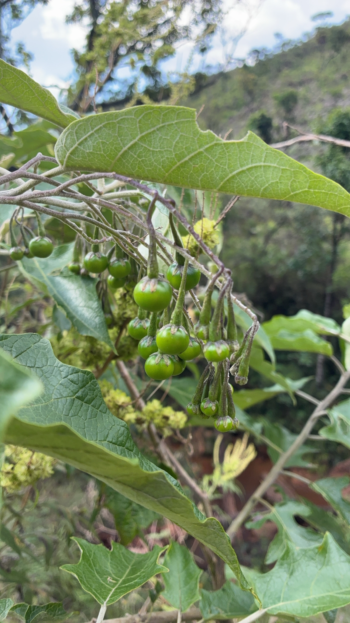 Solanum paniculatum
