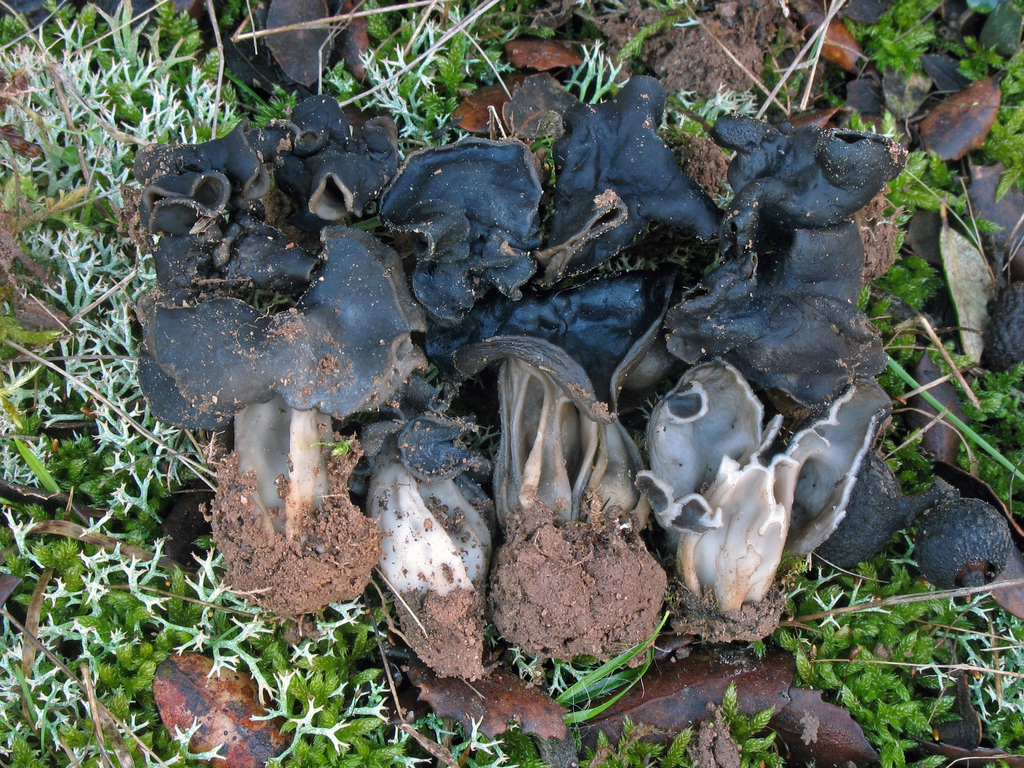 Helvella hispanica