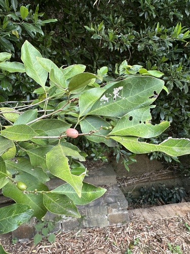 Glycosmis erythrocarpa observed 2025-12-29