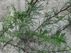 Artemisia desertorum