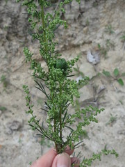 Artemisia desertorum