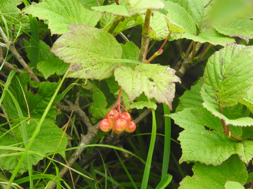 Viburnum koreanum iNat (2)