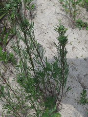 Artemisia desertorum