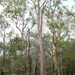 Lemon-scented Gum - Photo (c) Pete Woodall, some rights reserved (CC BY-NC), uploaded by Pete Woodall