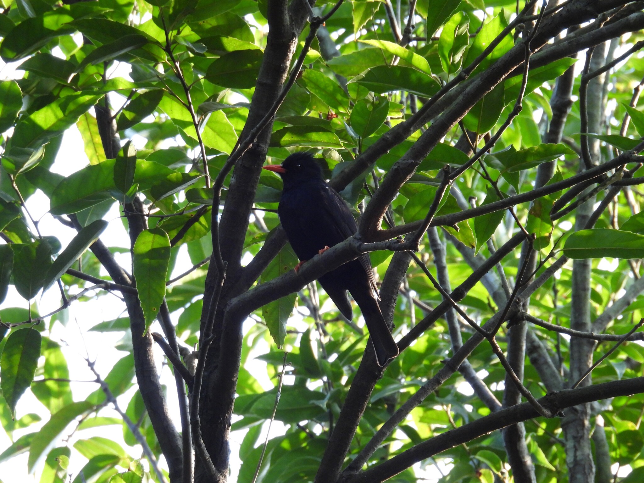 Black Bulbul