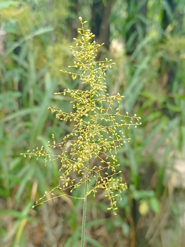 Panicum sarmentosum observed 2025-12-25