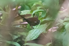 Liosceles thoracicus