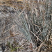 Andropogon capillipes - Photo (c) Judy Gallagher, algunos derechos reservados (CC BY-NC), uploaded by Judy Gallagher