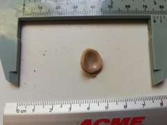 Pilosabia trigona