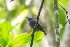 Thamnomanes ardesiacus